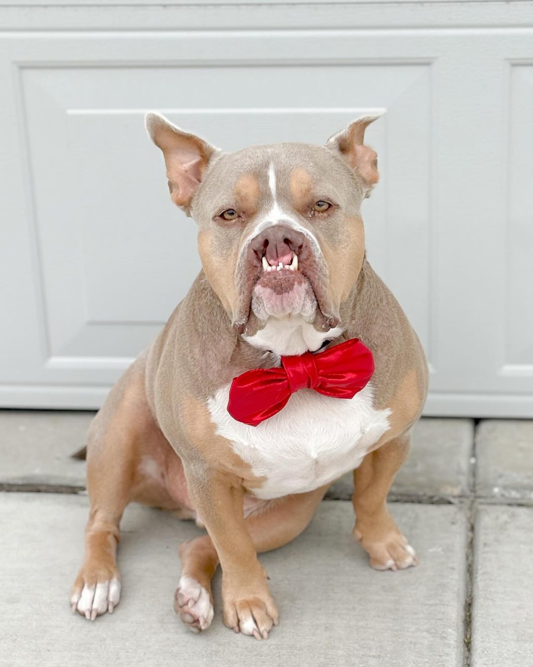 dog with a red bowtie