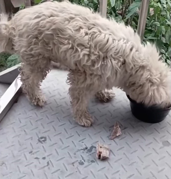 dog with curly fur