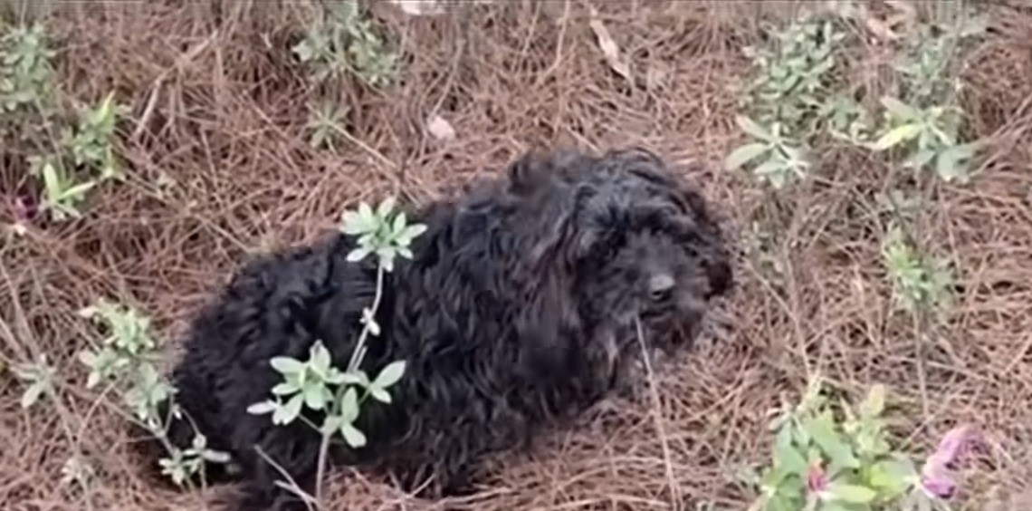 dog with paralyzed dog