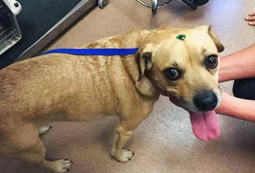 dog with something shiny on head