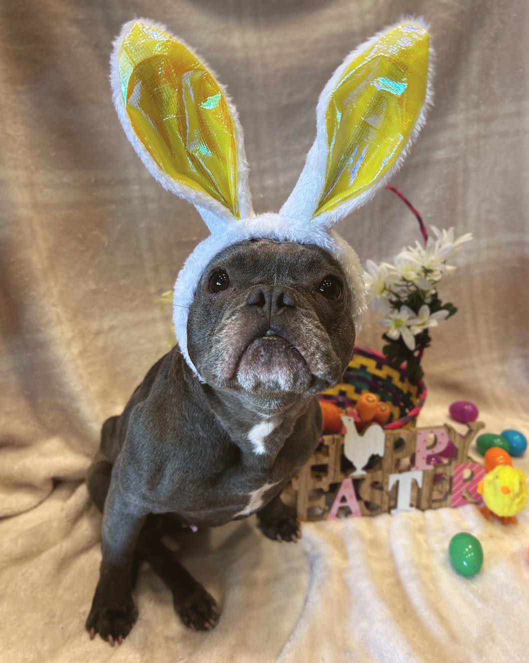 easter french bulldog