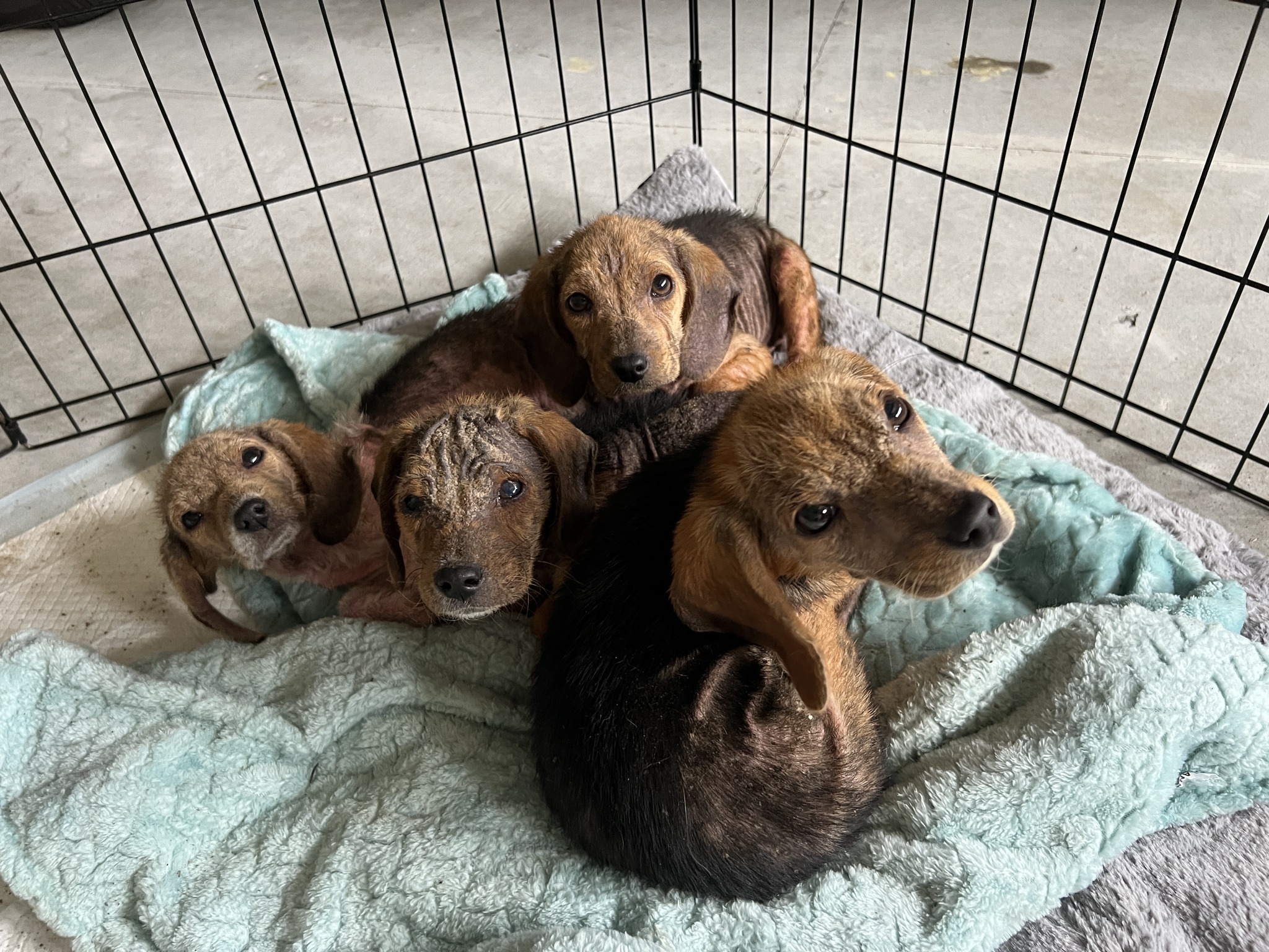 four brown puppies