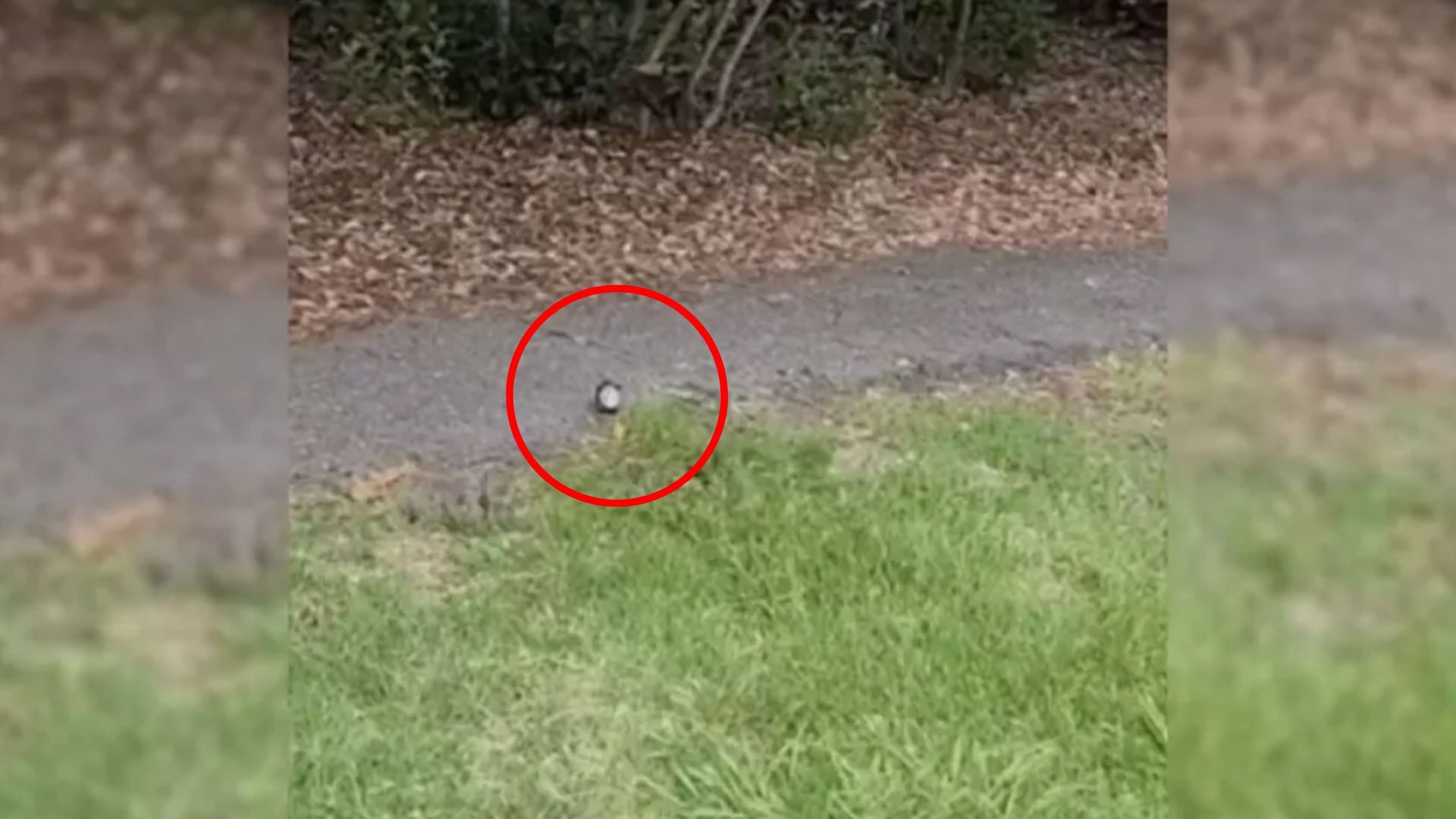 Boy Was Surprised To See Something On The Cement Path And Went To Get A Closer Look