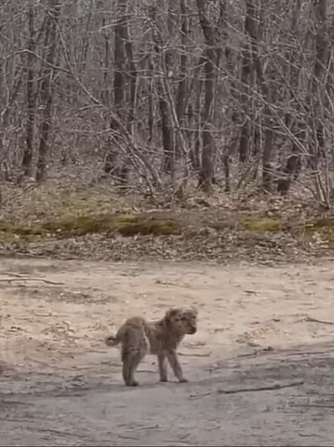 grey puppy stranded in a forest