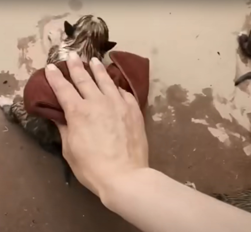 guy petting black and white puppy