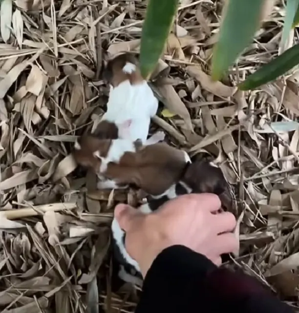 hand picking up puppies