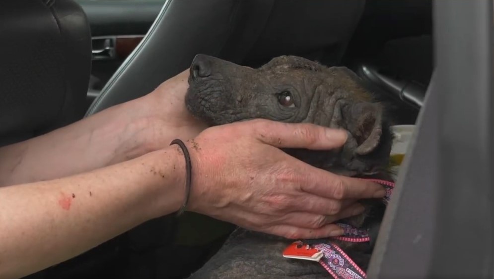 hands holding dog's head