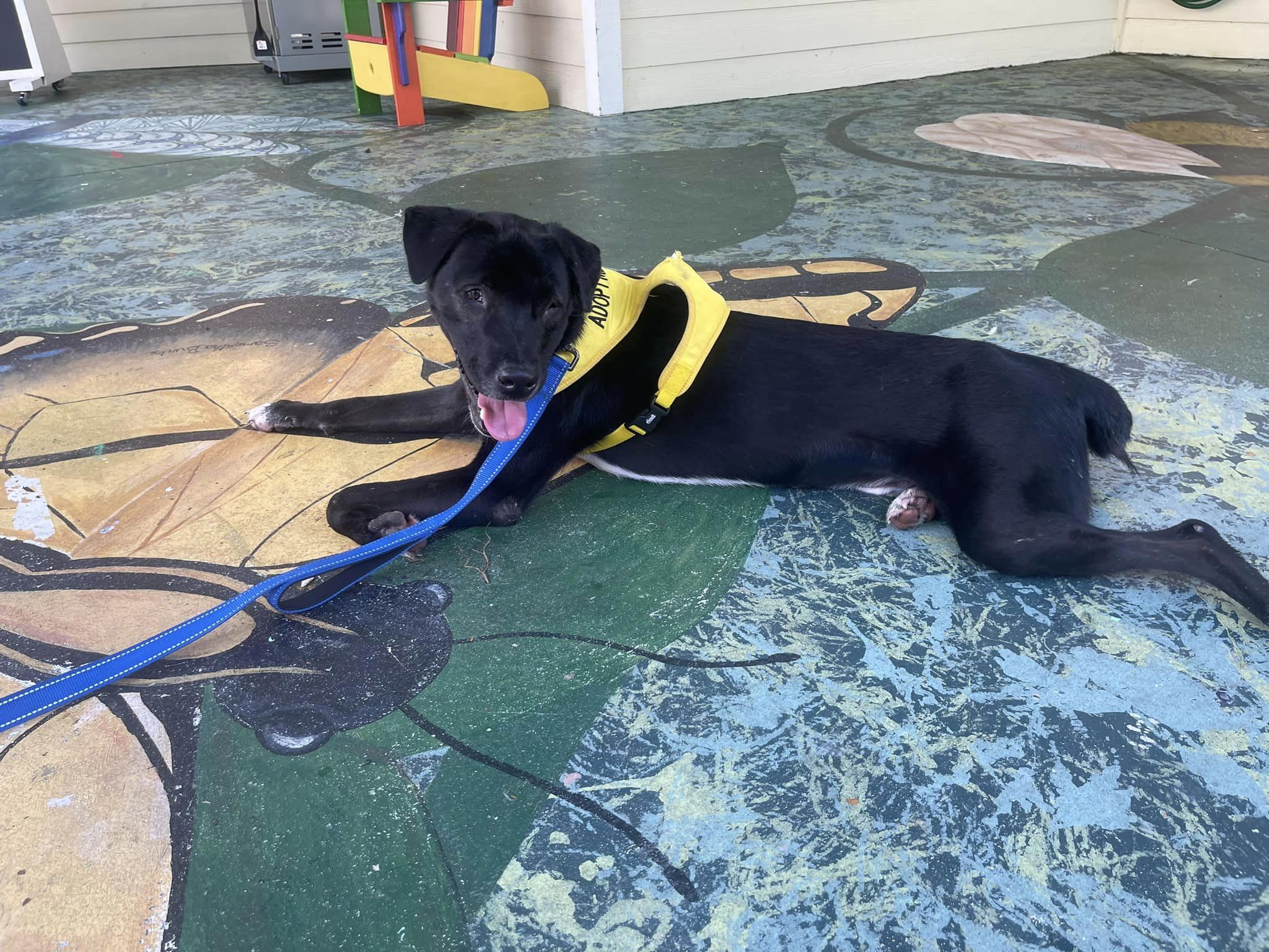 happy black dog laying down