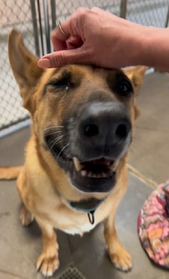 happy dog being cuddled