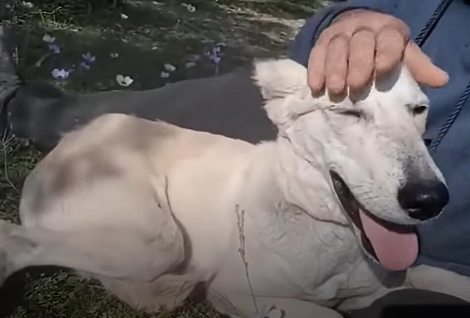 happy dog with man