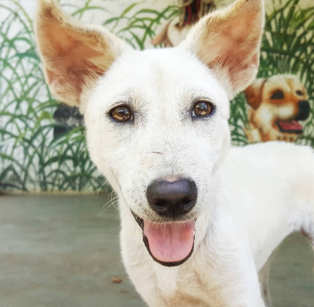 healthy white dog