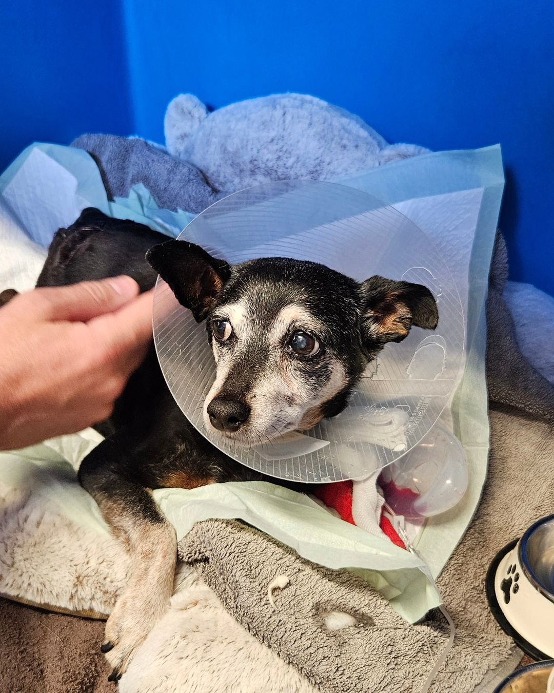 injured dog with neck collar