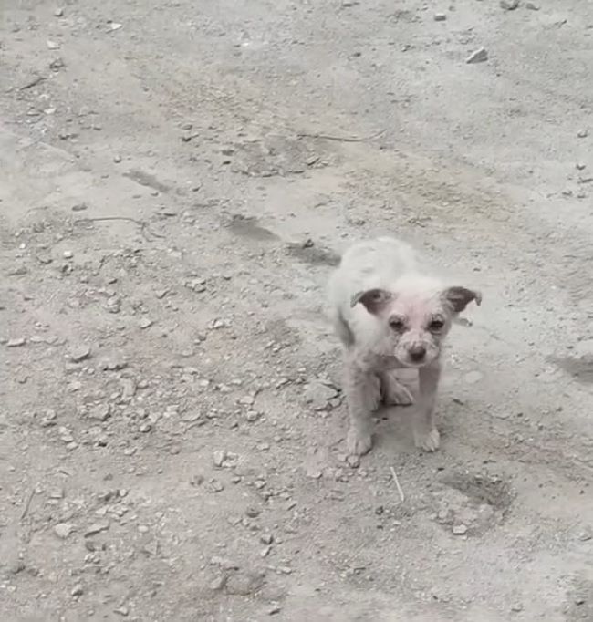 injured white puppy