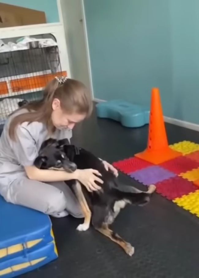 kid playing with injured dog