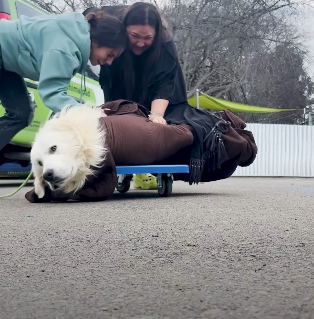 laughing girls putting dog on the skateboard