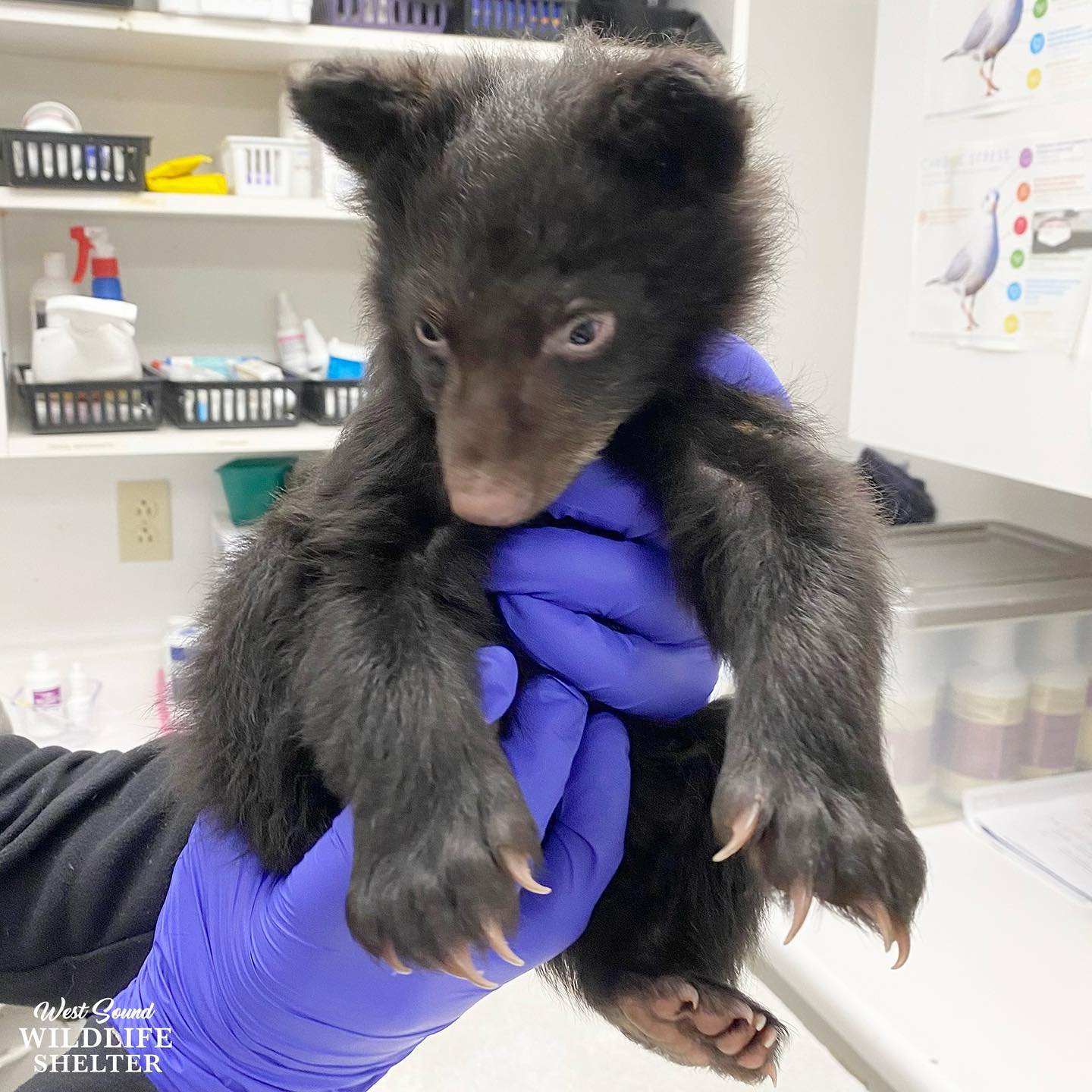 little bear in human hands