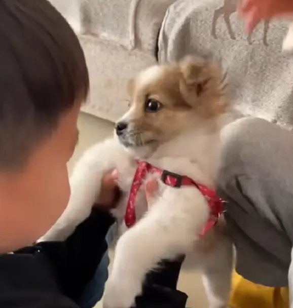 little boy holding a puppy