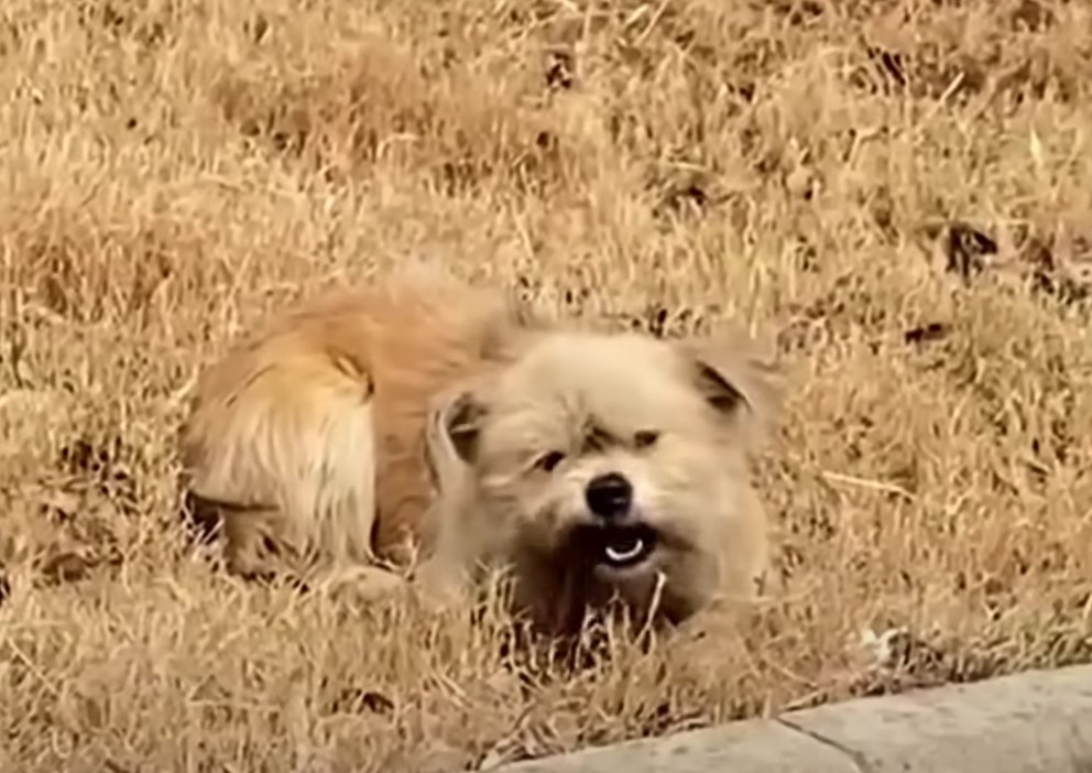 mother dog in grass