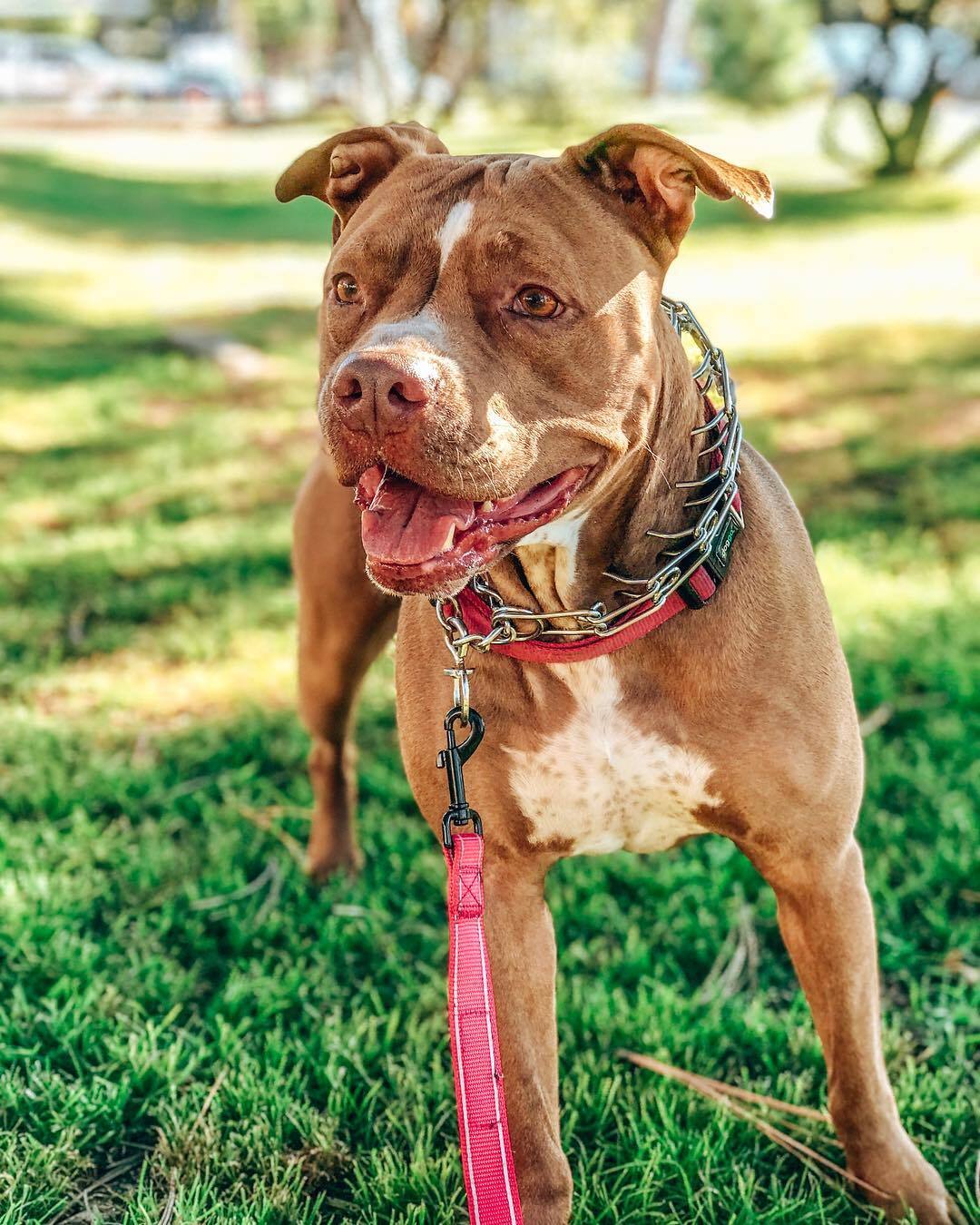 nice dog on harness outdoor