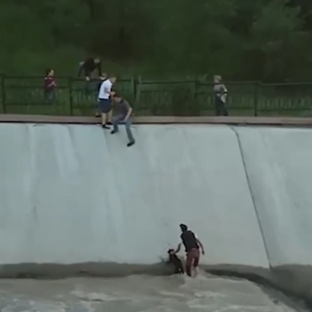 people helping a dog