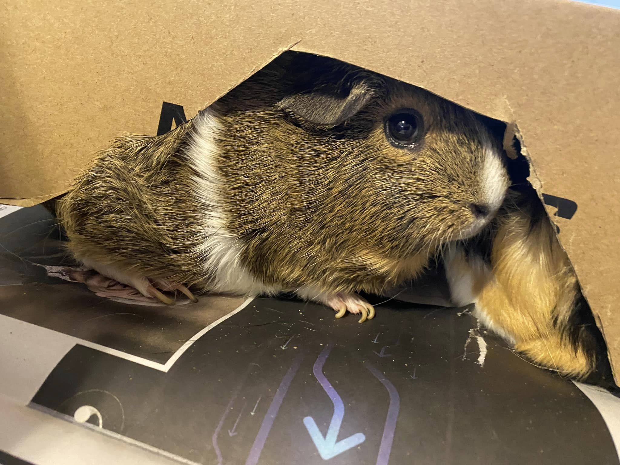 photo of a guinea pig