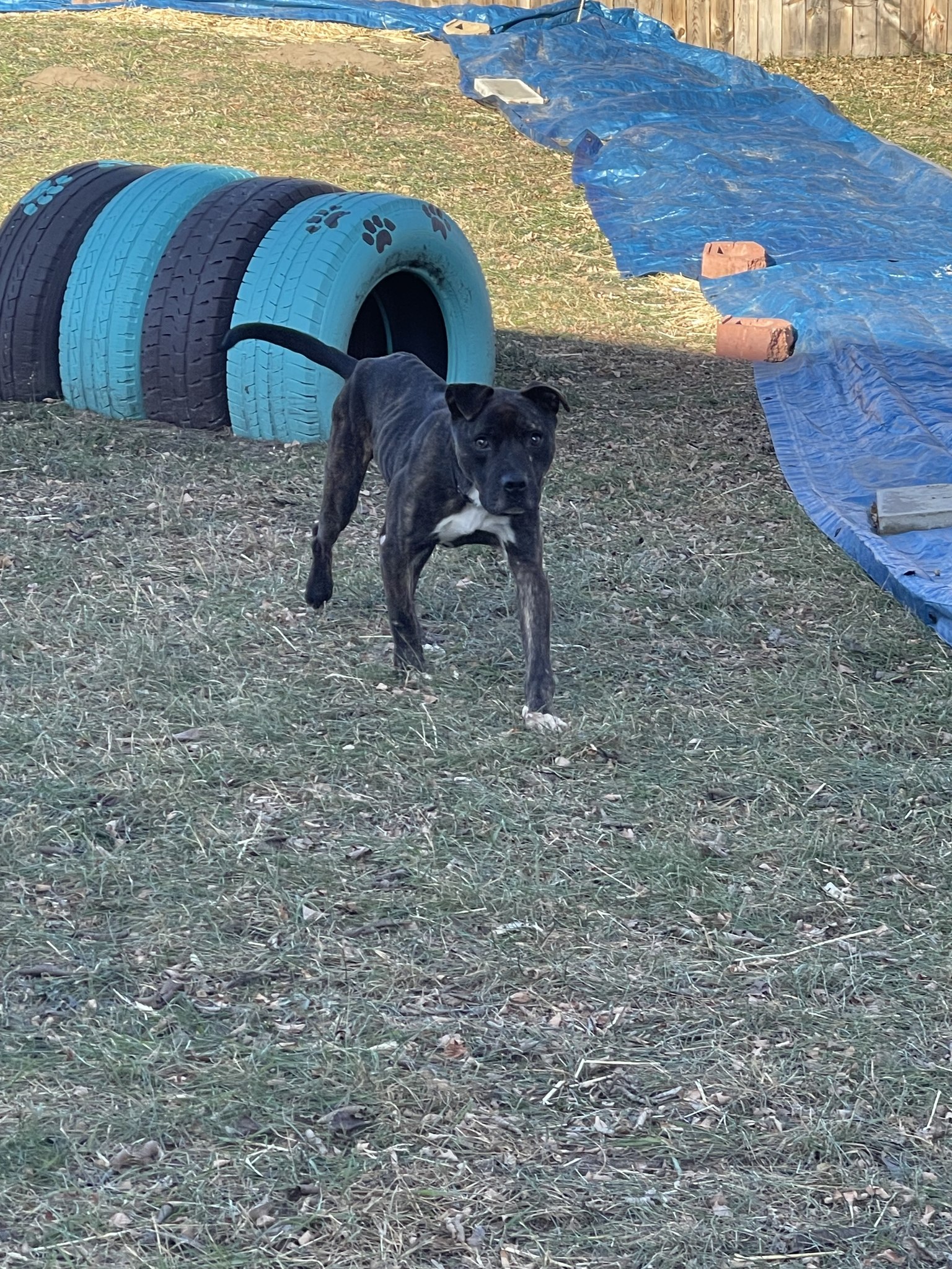 photo of dog in the yard