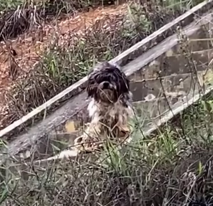 photo of dog on stairs