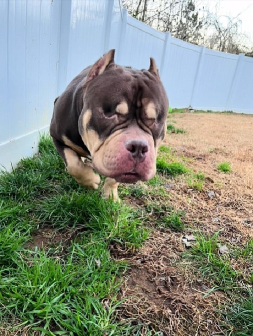 photo of dog running in the yard