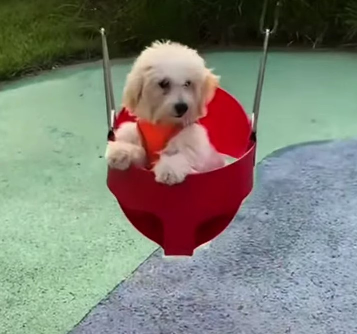 photo of puppy in red swing