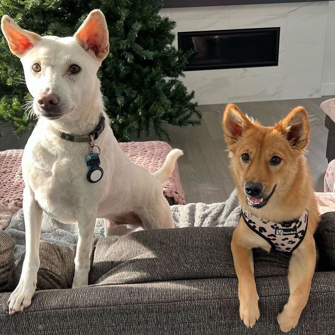 photo of two dogs on a couch