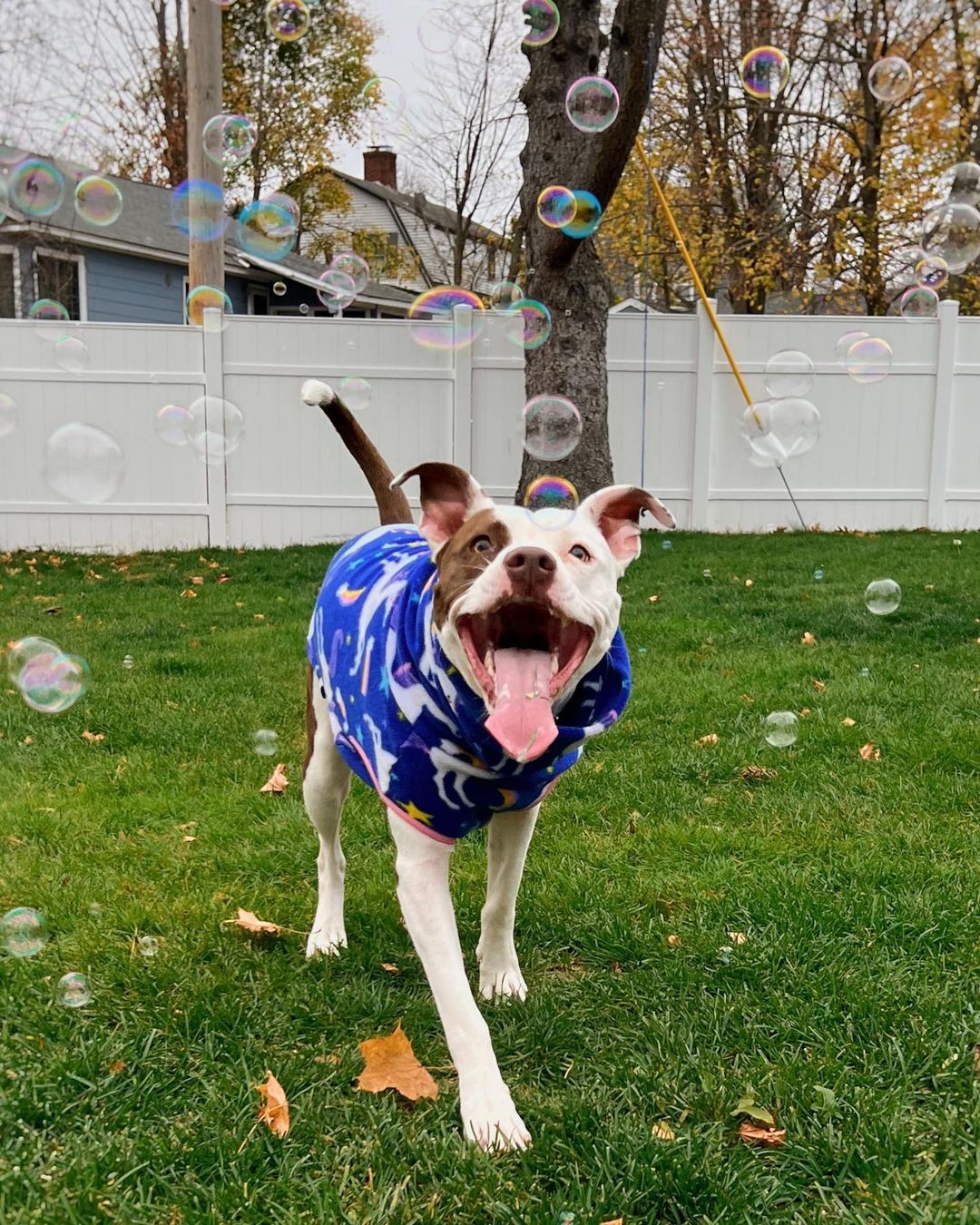 pitbull in blue shirt on grass