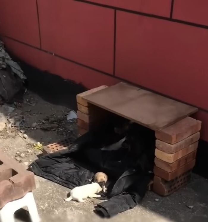 puppies in shelter