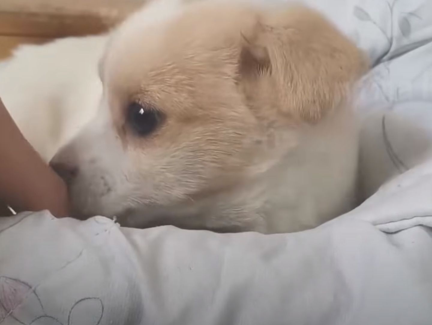 puppy on a bed