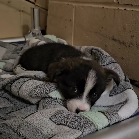 puppy on the blanket