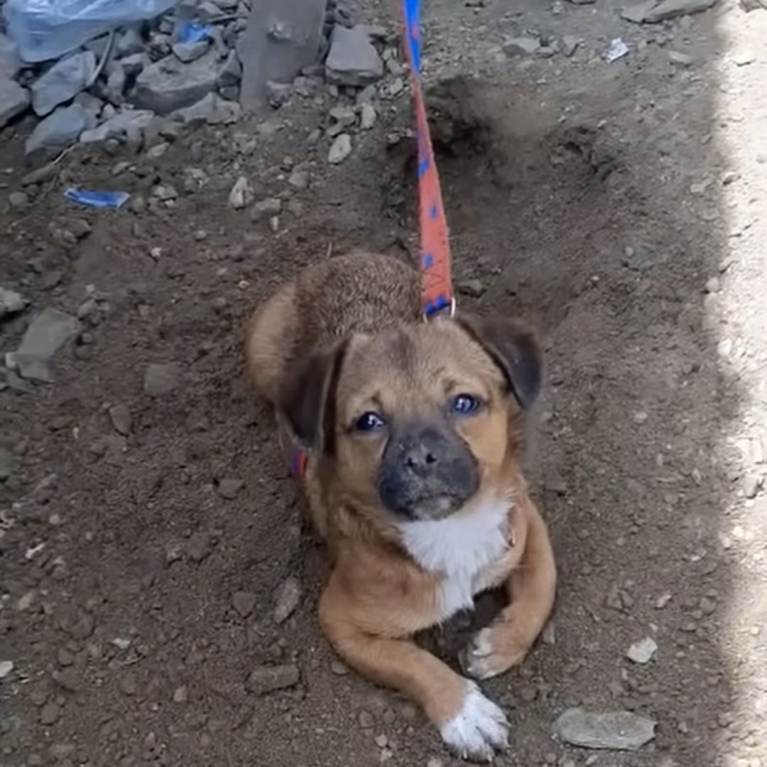 puppy on the leash