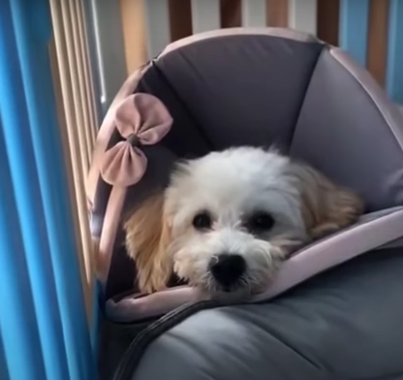 puppy sitting in a chair