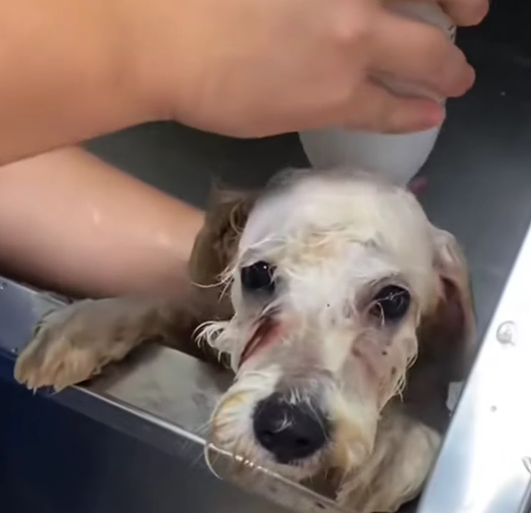 rescued puppy getting a bath