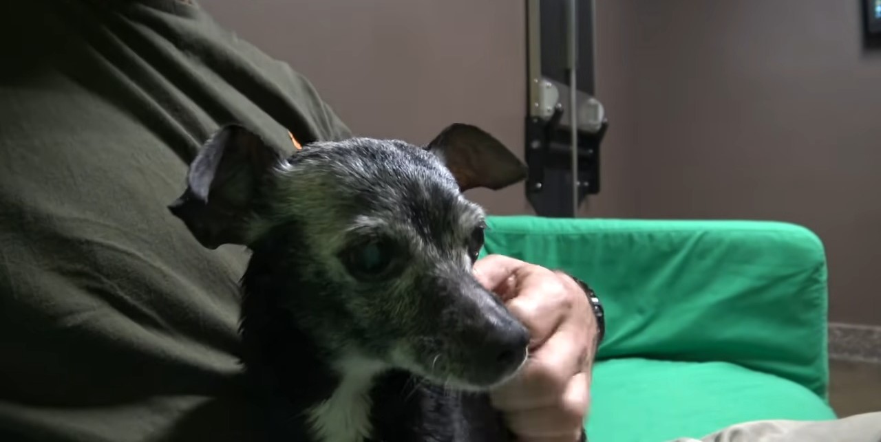 senior dog in man's lap