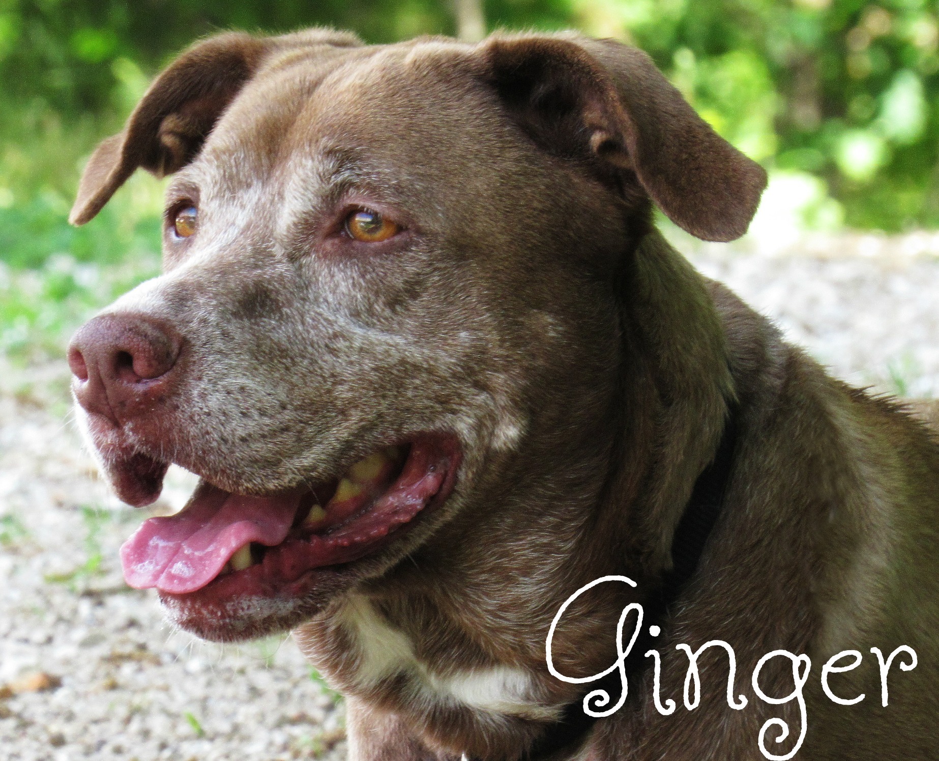 senior shelter dog