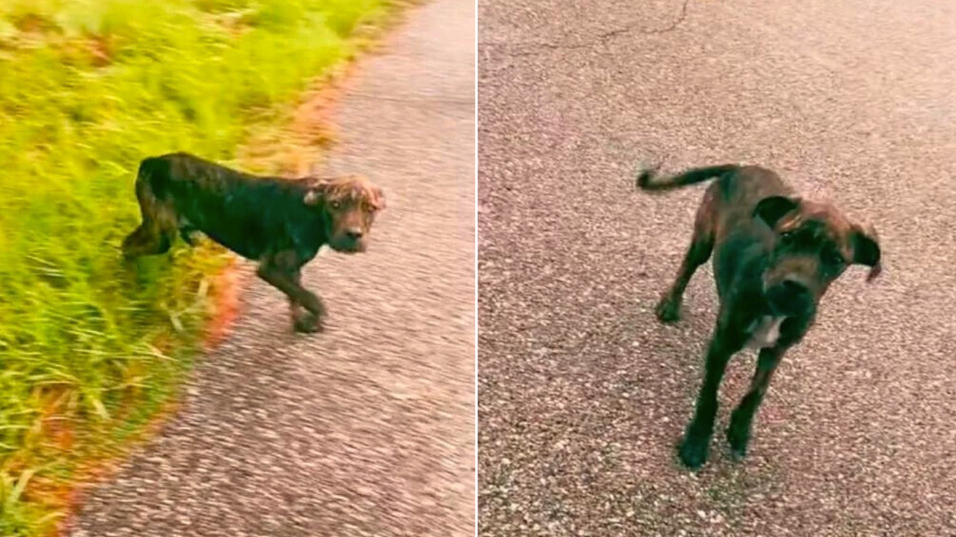 Brave Pup Stopped A Woman’s Car Because There Was Somebody Who Needed Her Help