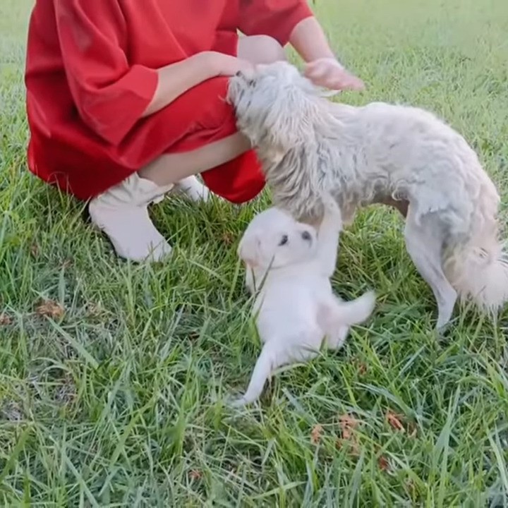 sweet puppy and mother dog