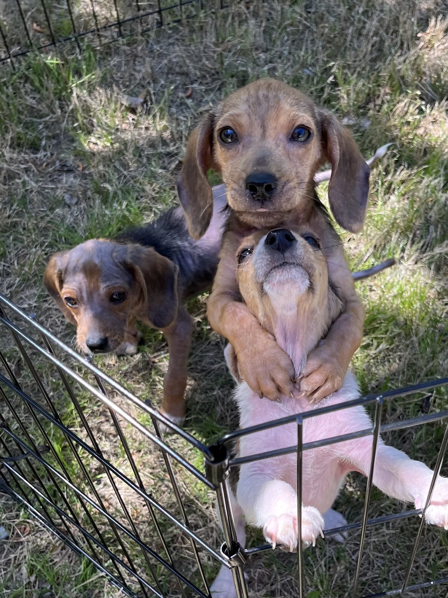 sweet puppy hugging other puppy