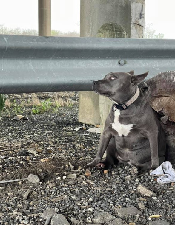 the dog by the overpass looks around