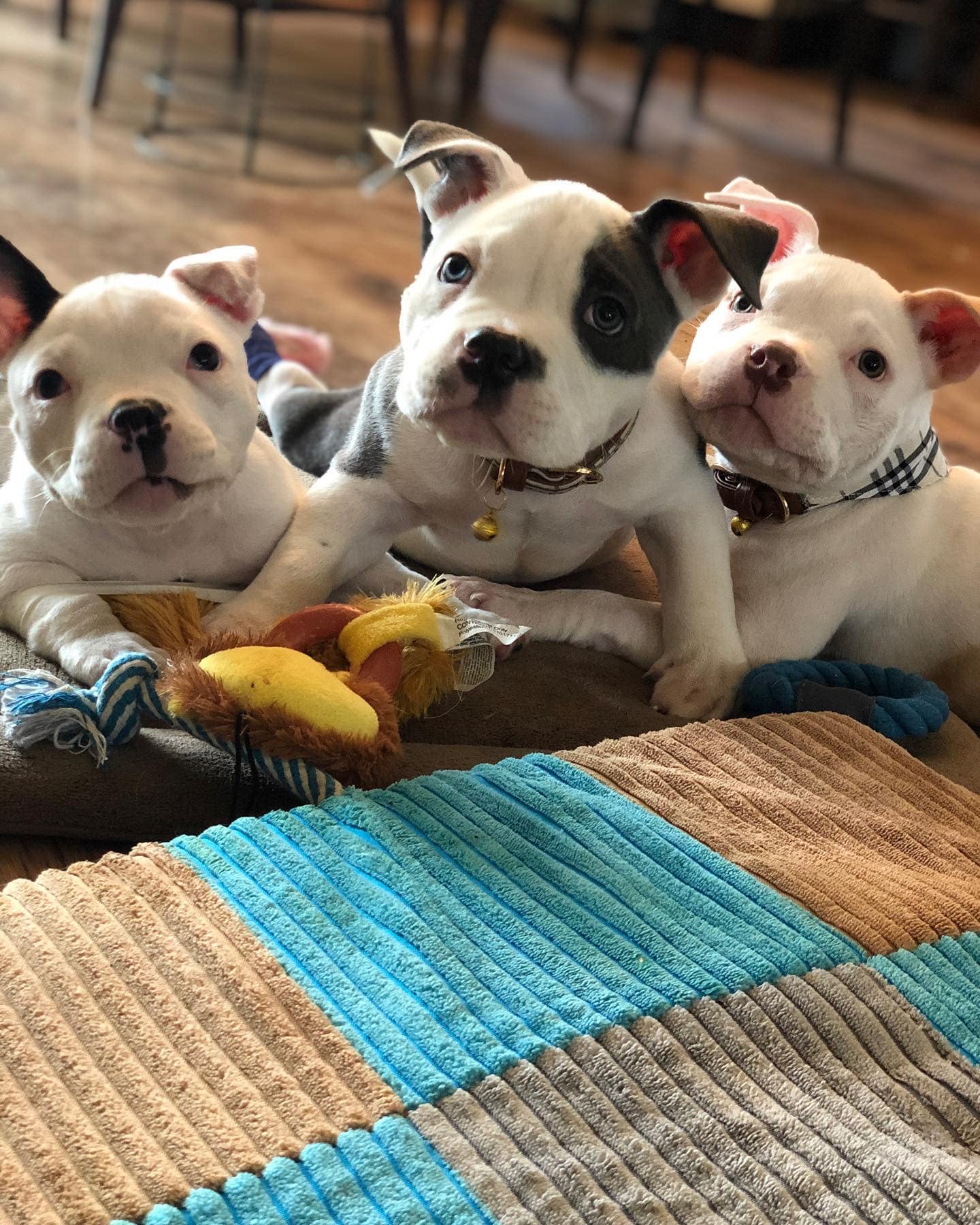 three puppies lying next to each other