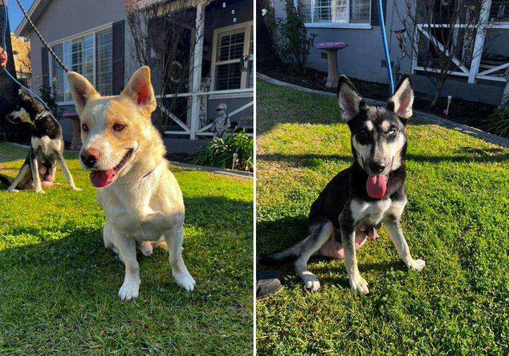 two adult dogs on a leash