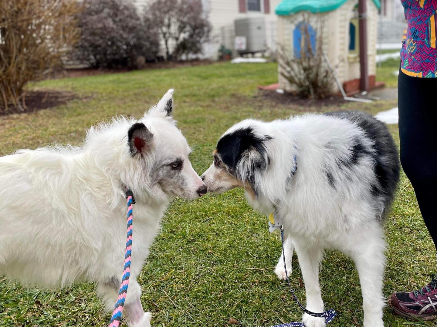 two adult dogs