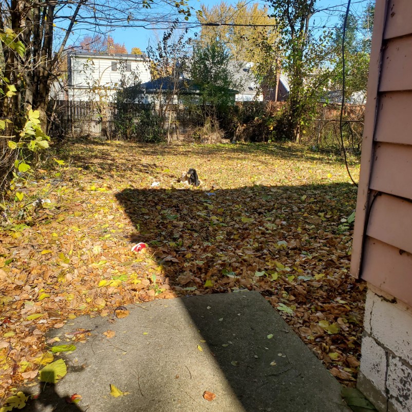 two dogs are lying in the leaves