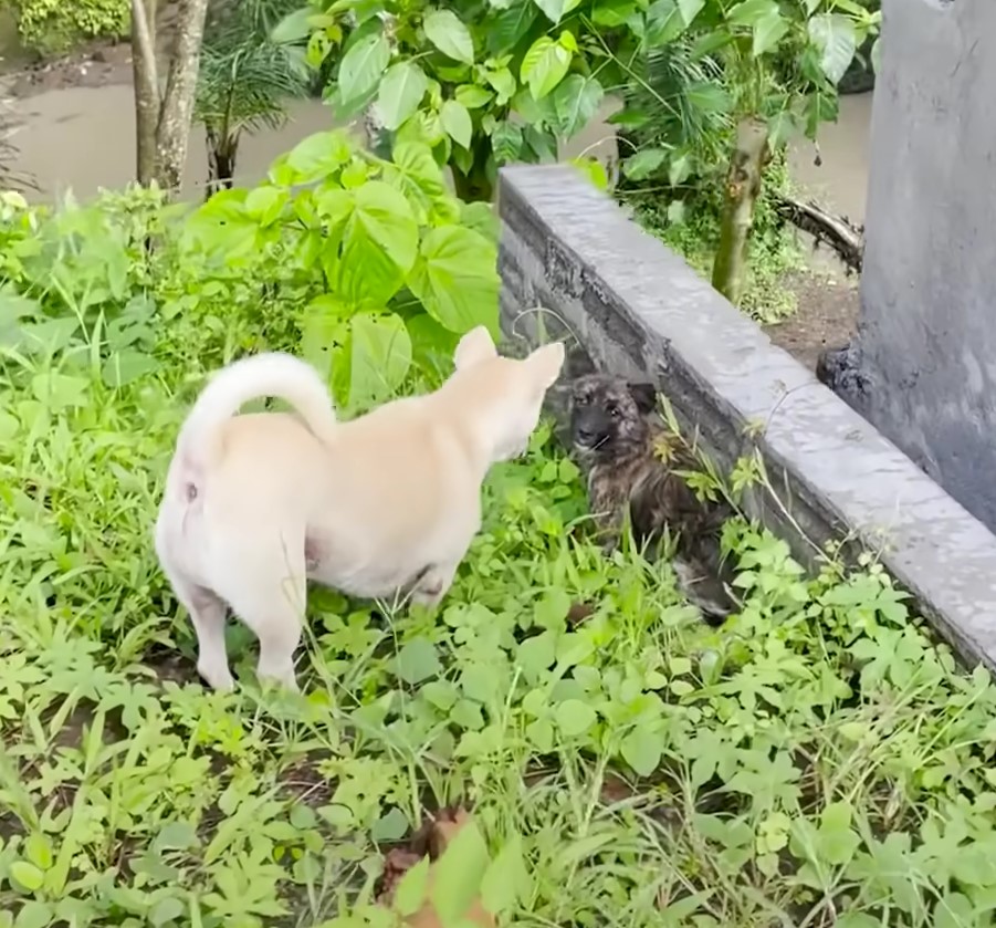 two dogs in a bush