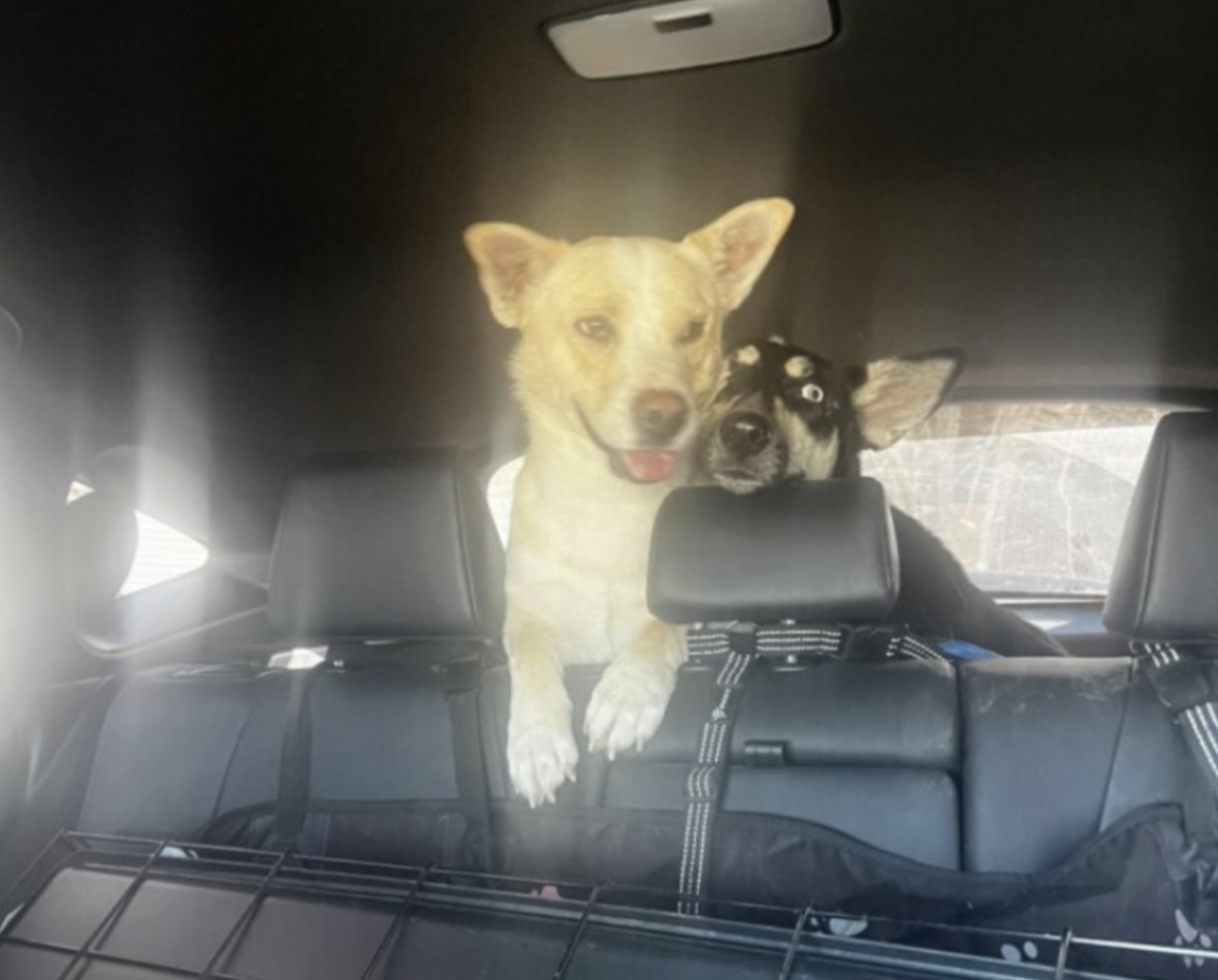 two dogs in a car