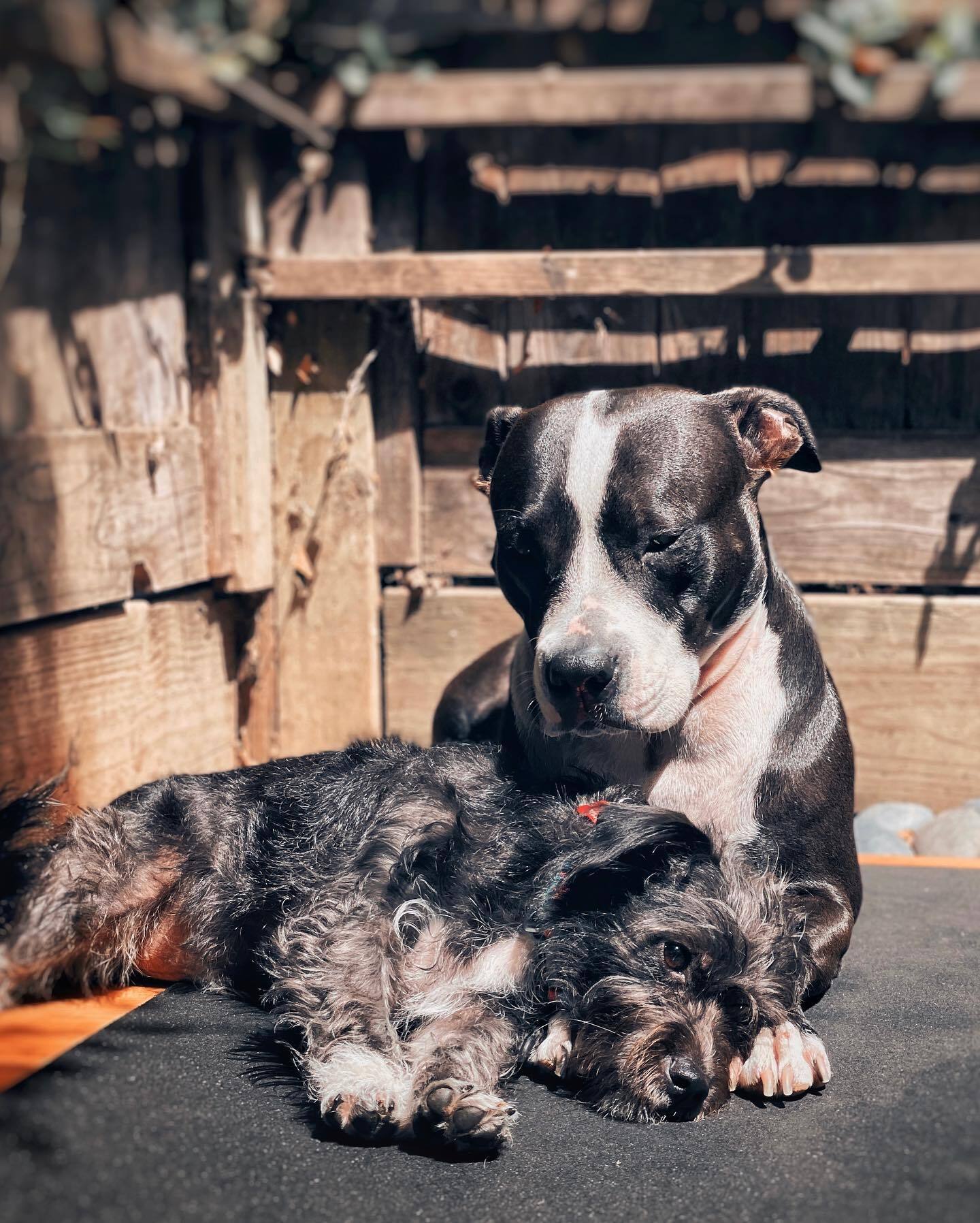 two dogs laying together in sunlights